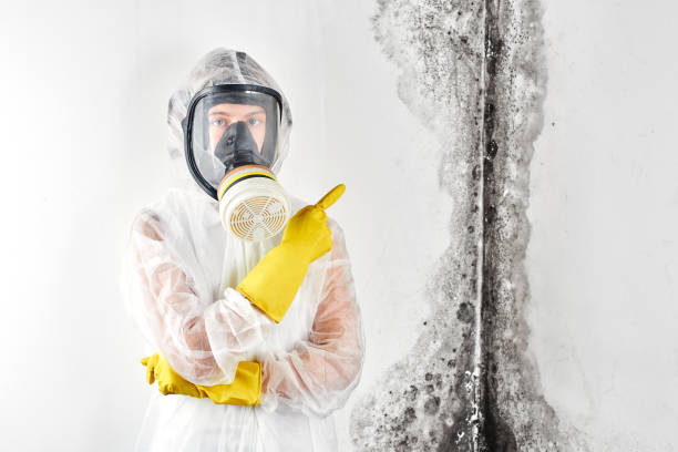 Mold Removal for HVAC Installations in Agoura Hills, CA